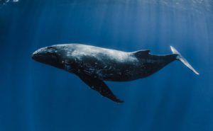 صدای نهنگ برخی نهنگ ها می تواند به 52 هرتز برسد، نهنگی که به آن نهنگ 52 هرتزی می گویند و صدای نهنگ 52 هرتزی مشهور مختص اوست.