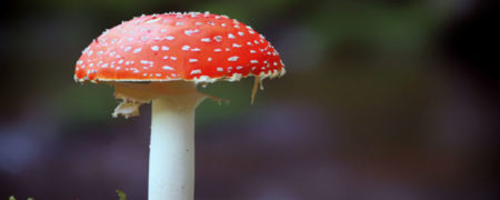 قارچ های جادویی که با راه اندازی مجدد مغز، افسردگی شما را درمان خواهند کرد