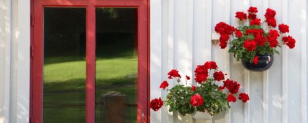 معرفی ۱۰ راهکار کاربردی برای نگهداری از گیاهان خانگی