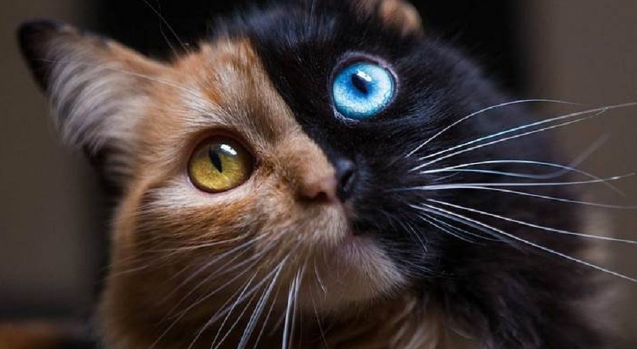 زیباترین گربه جهان «کایمرا»یی بی‌نظیر از طبیعت است