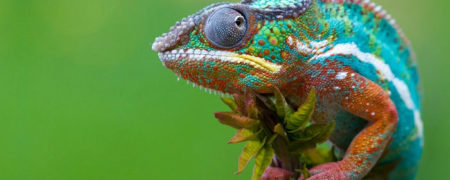 ماداگاسکار؛ فقیرترین کشور غنی جهان که به سمت فاجعه پیش می رود