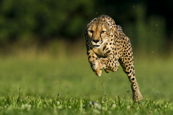 با ۷ گونه از سریع ترین جانوران روی کره زمین آشنا شوید