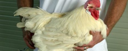 گران ترین مرغ جهان در یکی از روستاهای فرانسه پرورش داده می شود