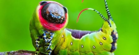 وقتی خدا دست به قلم شد؛ نگاهی به زیباترین حشرات زنده دنیا