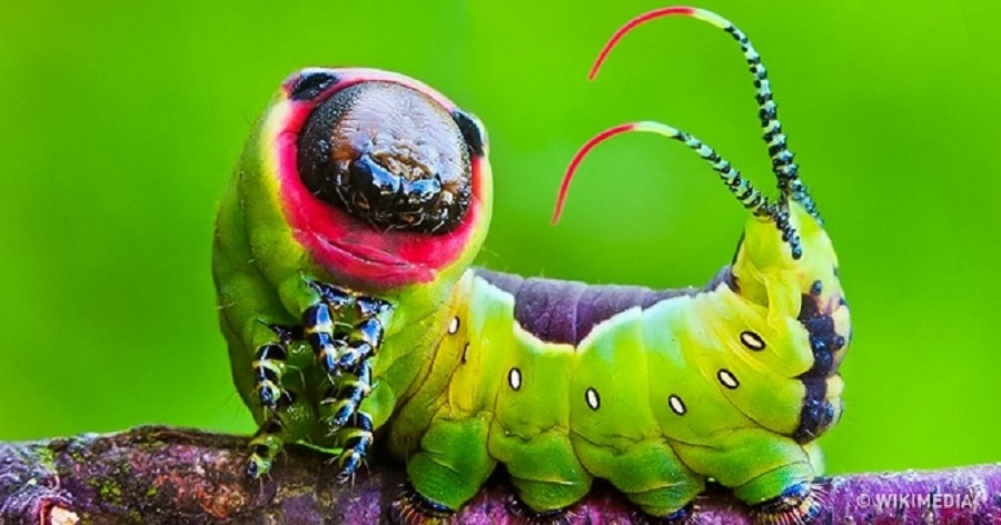 وقتی خدا دست به قلم شد؛ نگاهی به زیباترین حشرات زنده دنیا