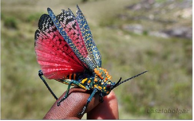 زیباترین حشرات زنده دنیا