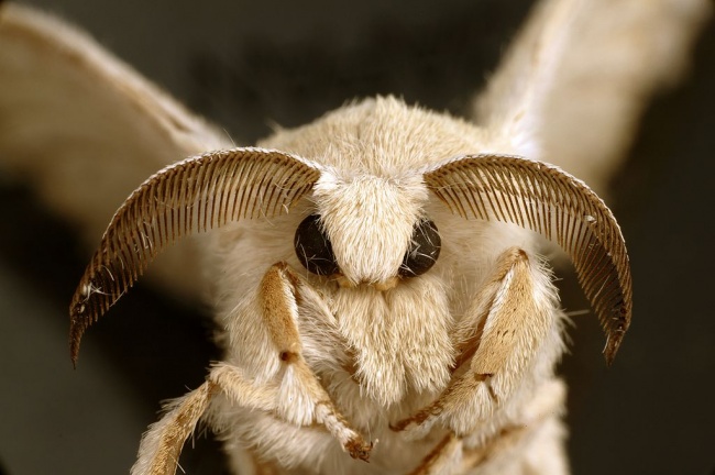 زیباترین حشرات زنده دنیا