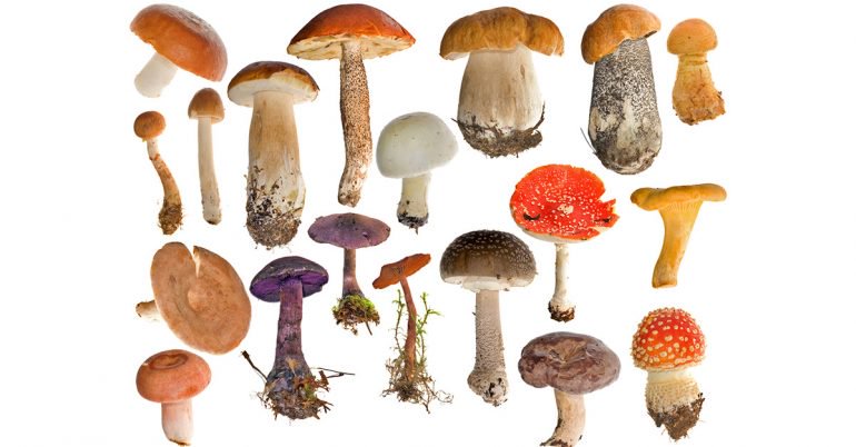 چگونه قارچ سمی را از قارچ خوراکی تشخیص دهیم؟