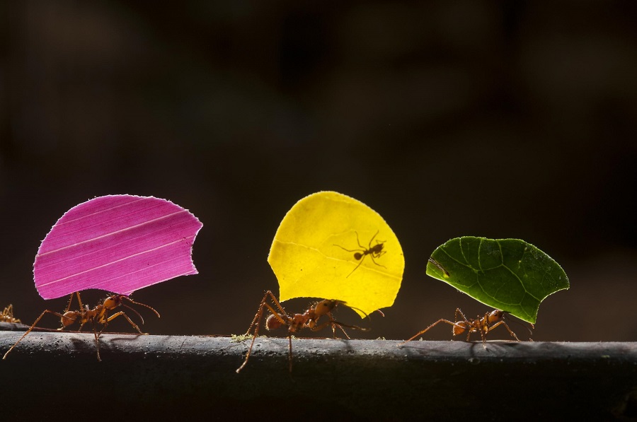 ۵ واقعیت عجیب و جالب در مورد مورچه‌های دیوانه