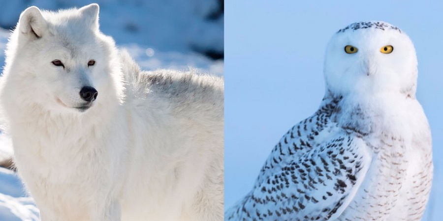 حقایقی جالب درباره حیوانات شگفت انگیز قطب شمال