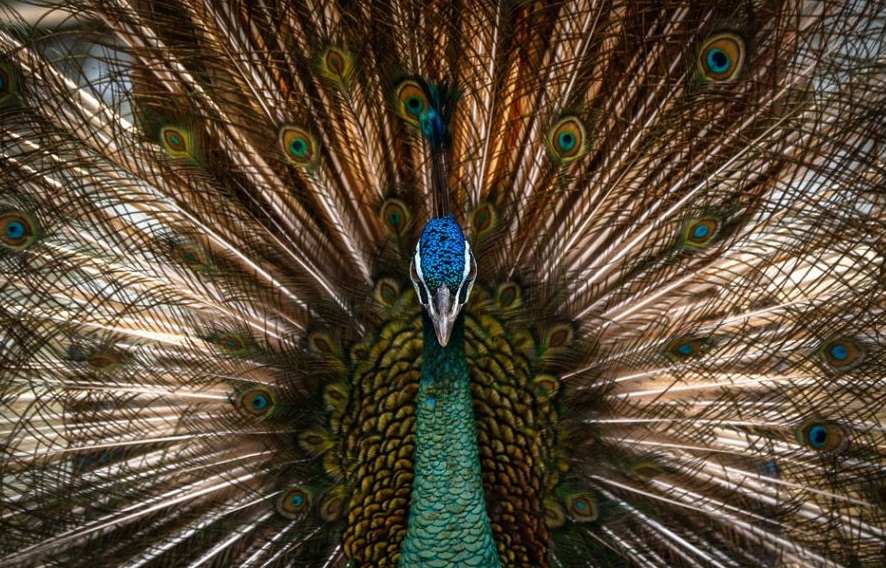 تماشای فلامینگو، جغد شاخ دار، طاووس و صدها پرنده در «باغ پرندگان تهران»