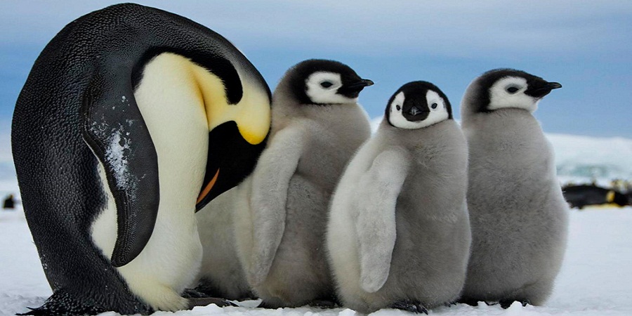 حقایقی جالب و خواندنی درباره پنگوئن های دوست داشتنی