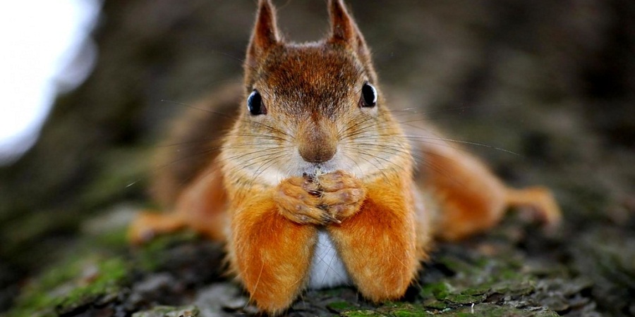 ۱۵ حقیقت جالب و خواندنی درباره سنجاب ها که شاید نمی دانستید