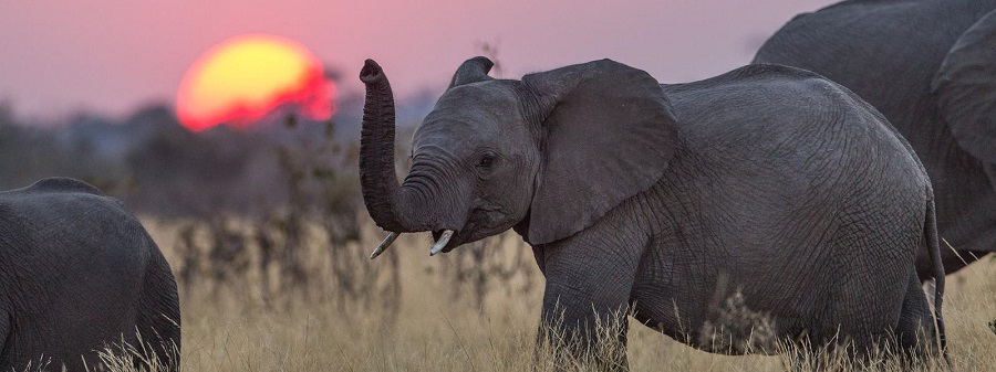 18 حقیقت بسیار جالب در مورد فیل‌ ها