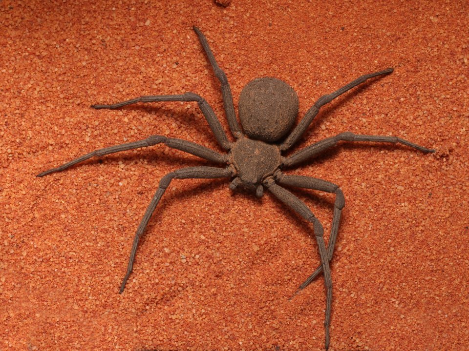 چه عواملی باعث می‌شود مردم از عنکبوت‌ها بترسند؟