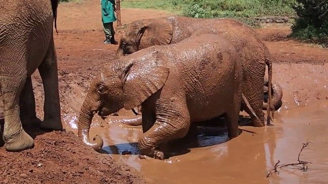 18 حقیقت بسیار جالب در مورد فیل‌ ها 
