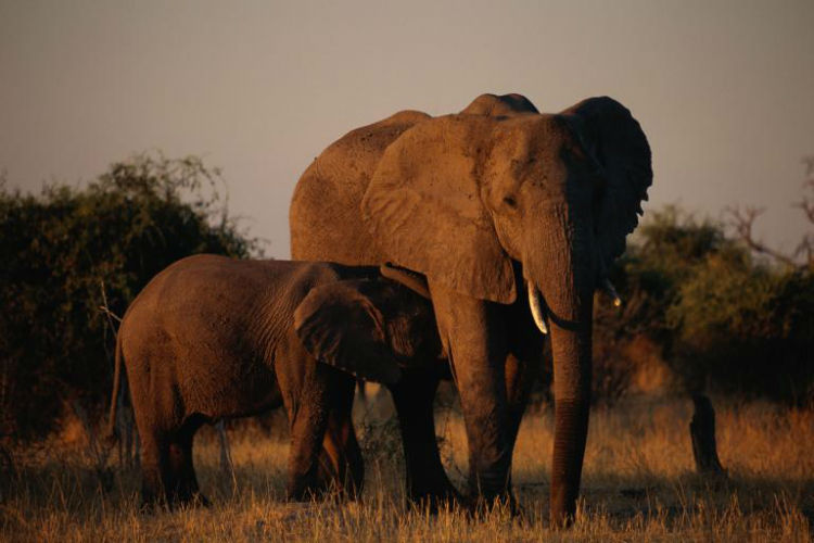 آیا می دانستید دلیل ایجاد چین و چروک روی پوست فیل های آفریقایی چیست؟
