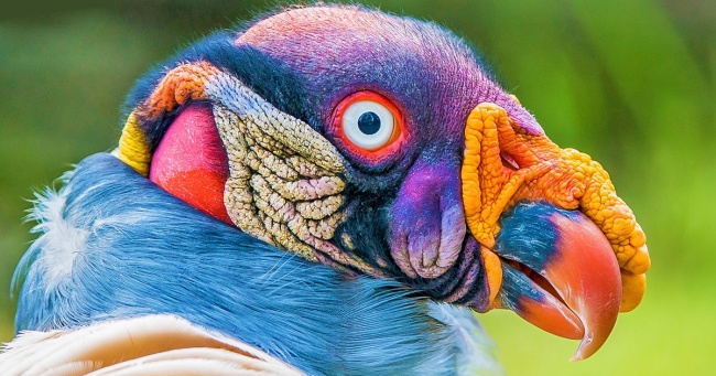 پرنده های بسیار عجیب جهان