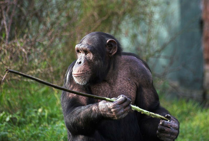 chimp-w700.jpg