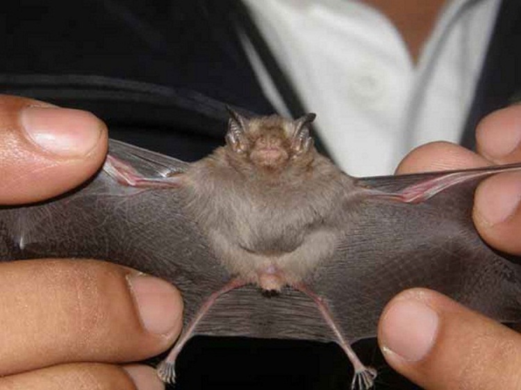 11_Bumblebee-Bat-Kitti-hognosed-bat.jpg.1000x0_q80_crop-smart.jpg