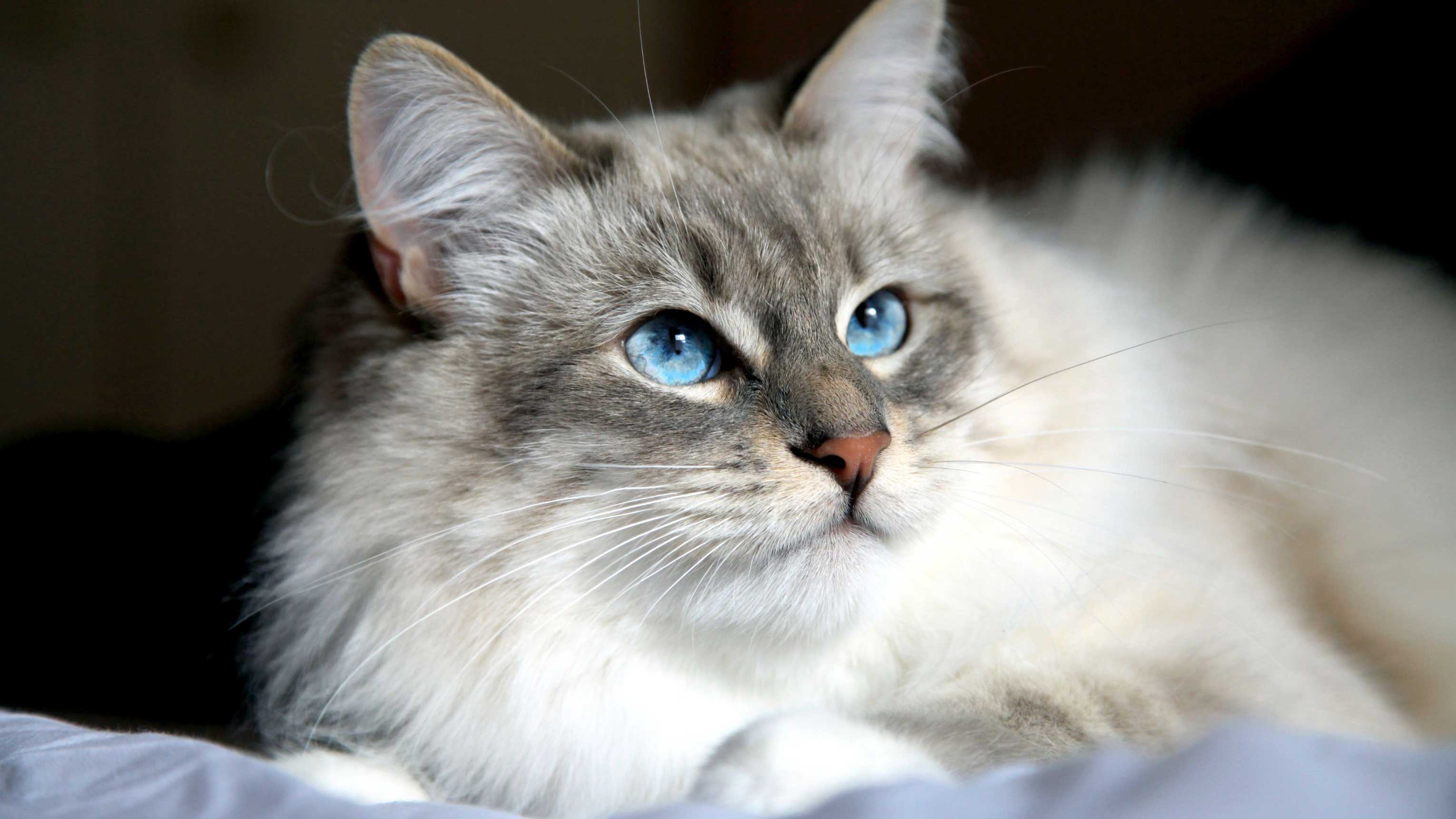 با جذاب‌ترین و شیرین‌ترین نژاد گربه در جهان آشنا شوید