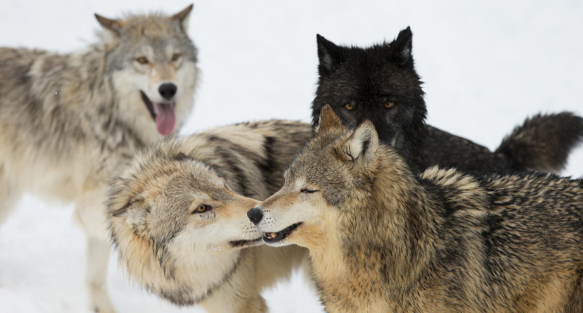 wolves_yellowstone31.jpg