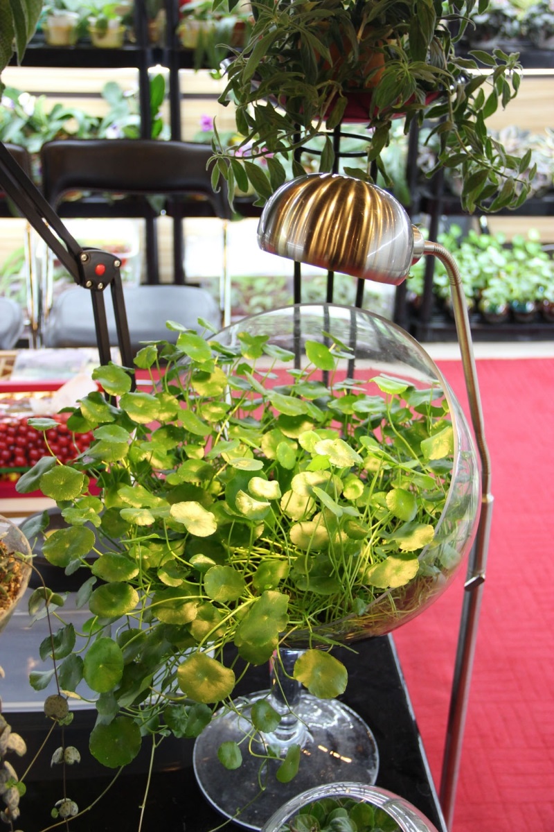 راهنمای خرید گیاهان آپارتمانی : نکاتی که باید حتما به آنها توجه کنید