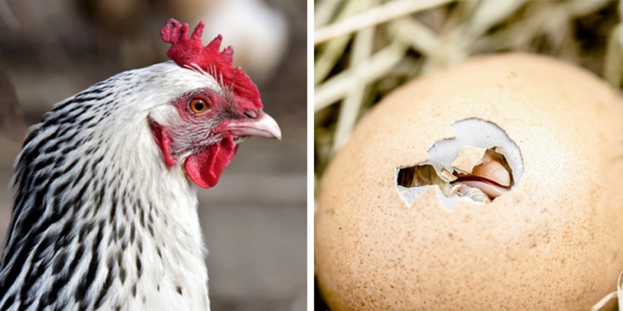 اول مرغ بوده یا تخم مرغ؟ پاسخ هایی علمی به سؤالاتی که همیشه ذهن بشر را مشغول کرده