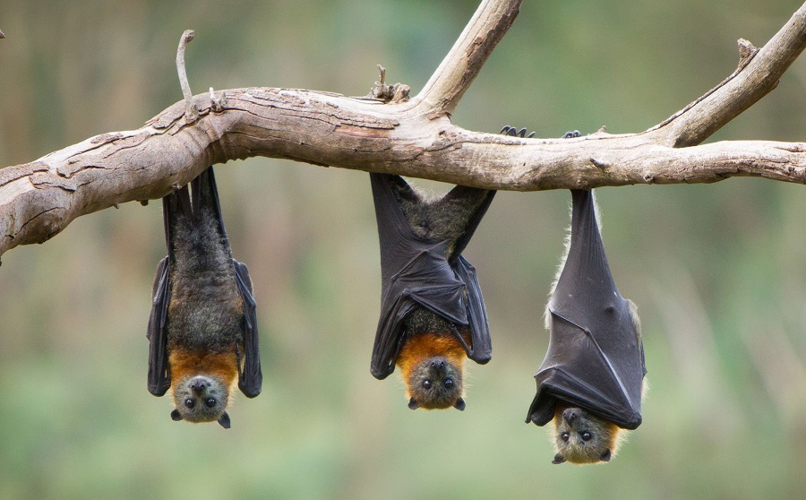 چرا خفاش‌ها برعکس می‌خوابند؟