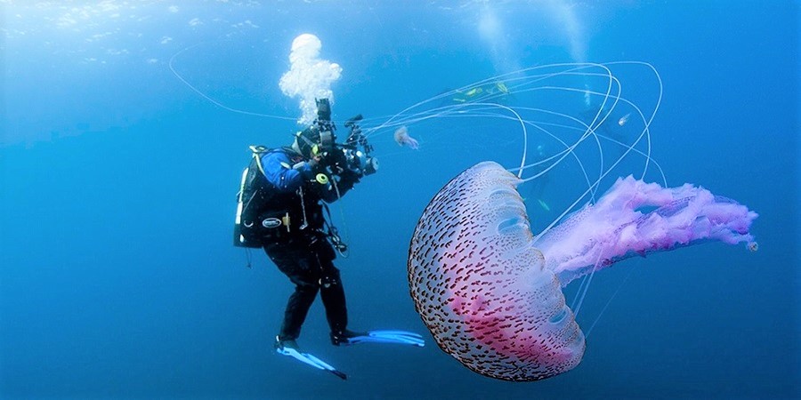 «عروس دریایی»؛ حقایقی شگفت انگیز درباره خطرناک ترین موجود آبزی دنیا