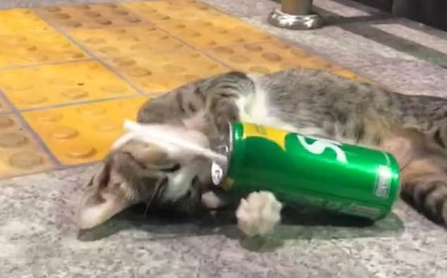 گربه مست در بانکوک، تایلند