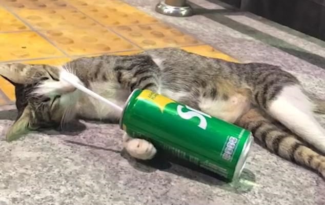 گربه مست در بانکوک، تایلند