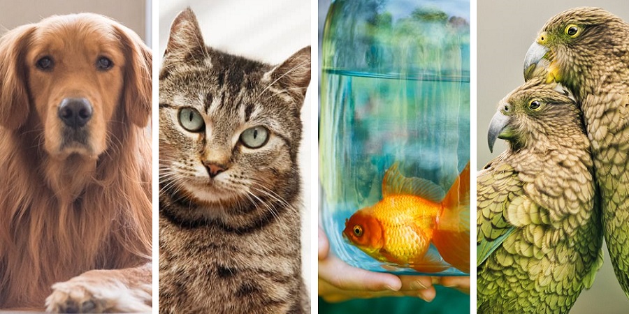بیماری هایی که از حیوانات خانگی به انسان منتقل می شود؛ از سگ و گربه تا ماهی و پرنده