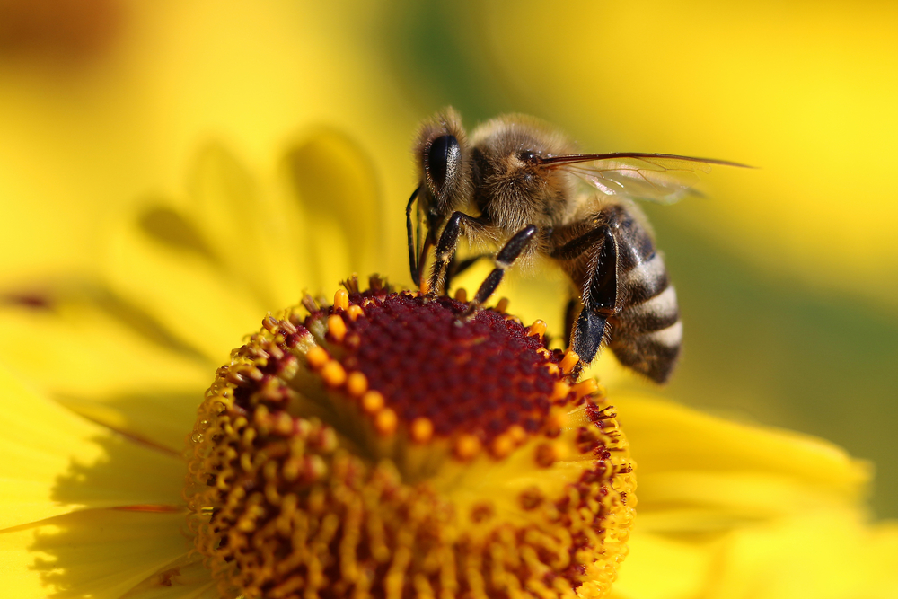 ۱۲ واقعیت جالب و شگفت انگیز در مورد زنبورهای دوست داشتنی