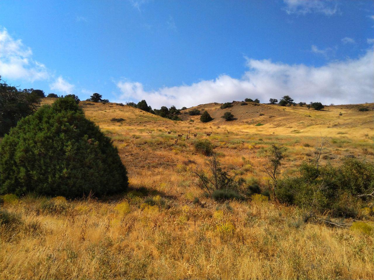 پارک ملی گلستان