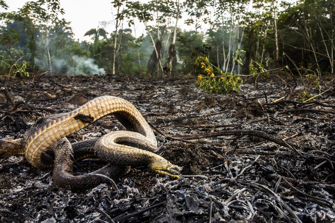 جنگل های بارانی آمازون در آتش می سوزد، با سریع ترین سرعت از سال 2013 تاکنون که برای اولین بار آتش سوزی های این منطقه از زمین مورد بررسی سیستماتیک قرار گرفت.