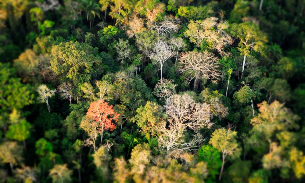 جنگل های بارانی آمازون در آتش می سوزد، با سریع ترین سرعت از سال 2013 تاکنون که برای اولین بار آتش سوزی های این منطقه از زمین مورد بررسی سیستماتیک قرار گرفت.
