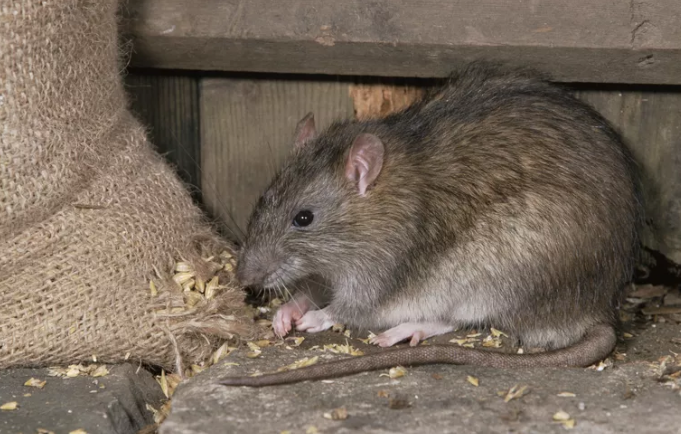 آیا مرگ موش انسان را میکشد؟ آیا مرگ موش کشنده است؟ عوارض خوردن مرگ موش برای انسان چیست؟ چقدر مرگ موش باعث مرگ انسان می شود؟