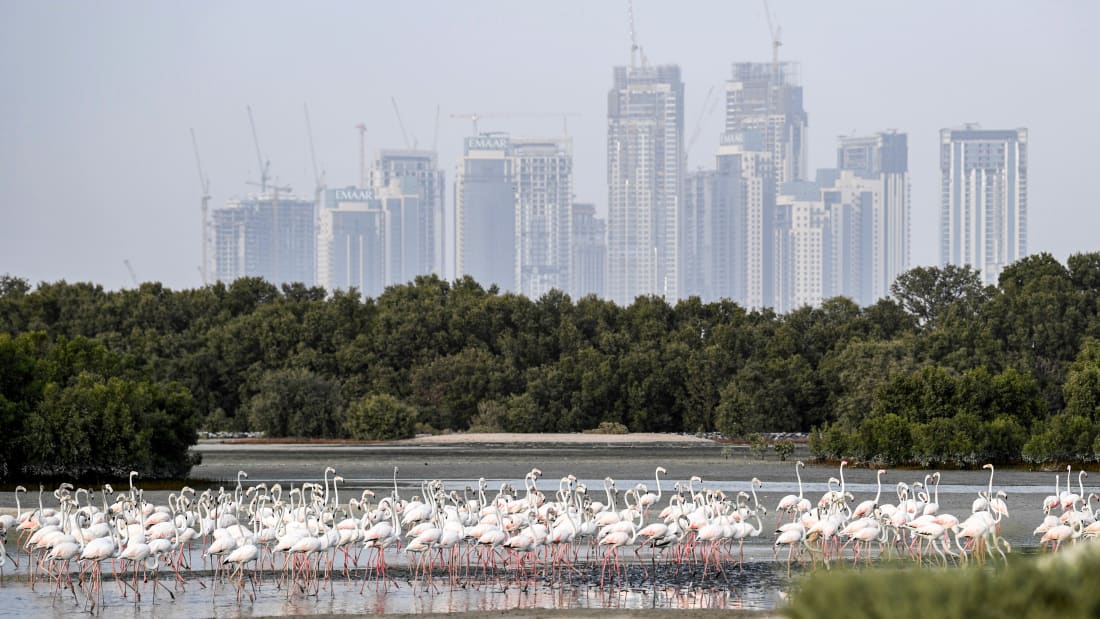 در سال های اخیر تلاش های زیادی برای احیای زمین در امارات صورت گرفته که در جریان زمین های بی آب و علف و باتلاق ها به اکوسیستم هایی زنده تبدیل شده اند.