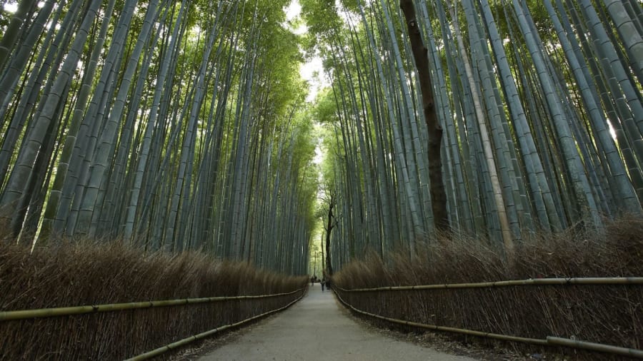  جنگل بامبوی ساگانو در کیوتو