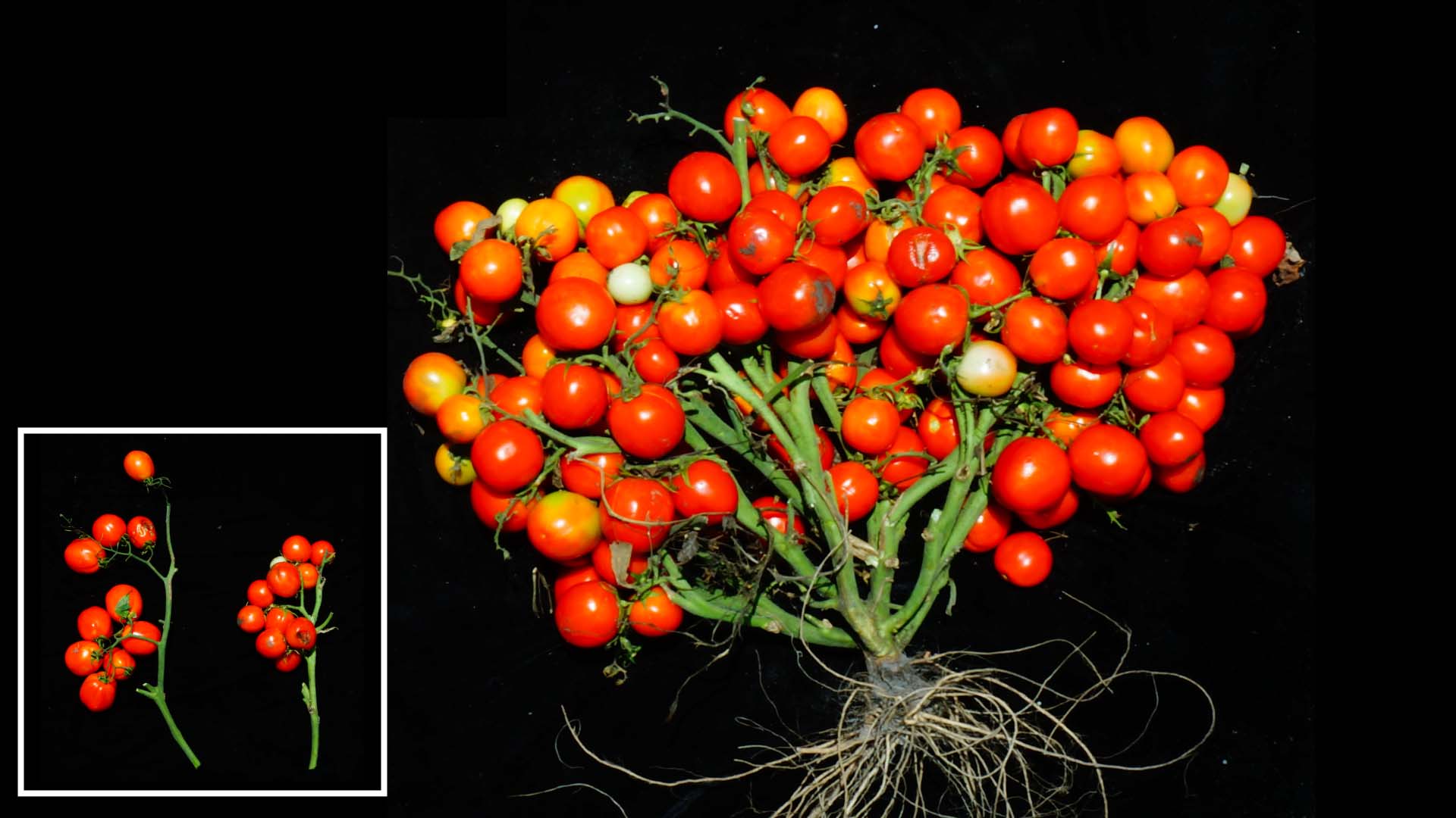 تولید گوجه فرنگی دستکاری ژنتیکی شده توسط دانشمندان که مانند انگور رشد می‌کند