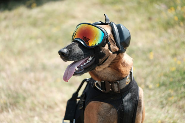 تکنولوژی Canine Auditory Protection System یا CAPS یک تکنولوژی محافظتی است که از شنوایی سگ های ارتش ایالات متحده محافظت می کند.