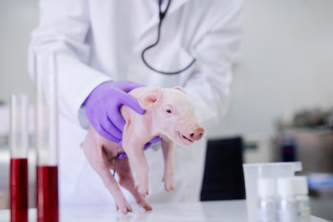تولد دو خوک با استفاده از مهندسی ژنتیک سلول‌ میمون؛ کایمراها آینده پیوند اعضا در انسانی