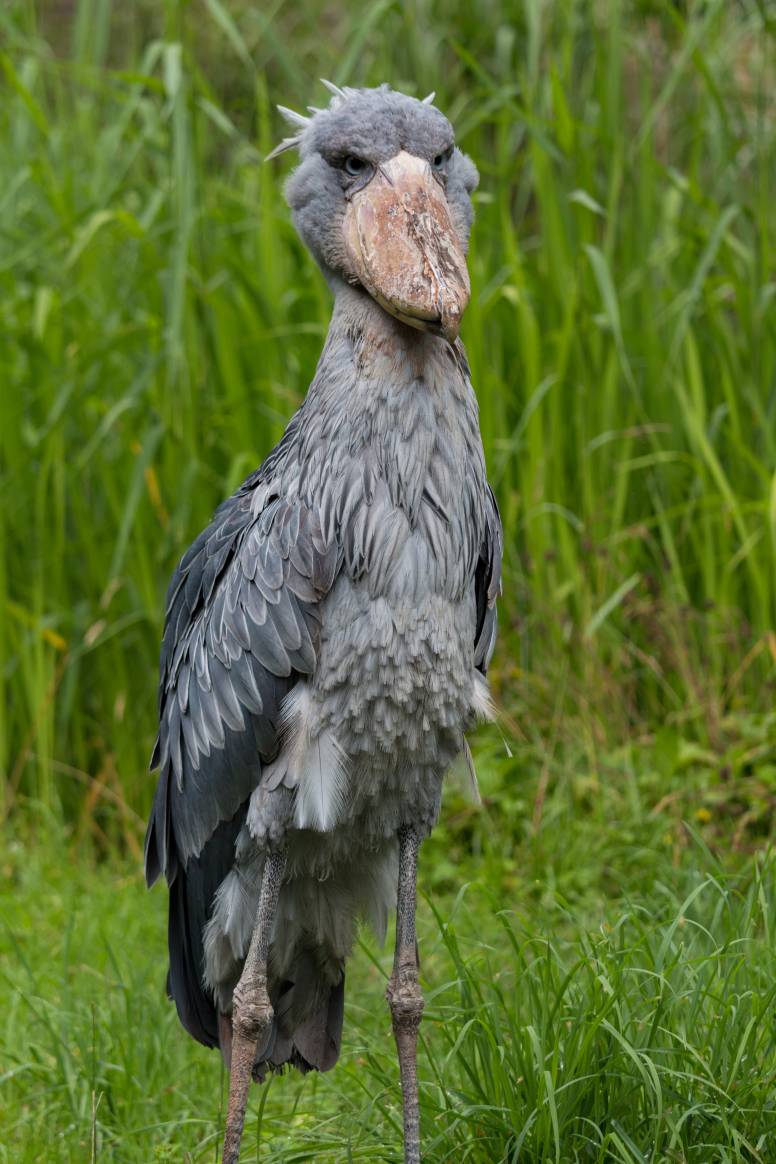 shoebill stork noise