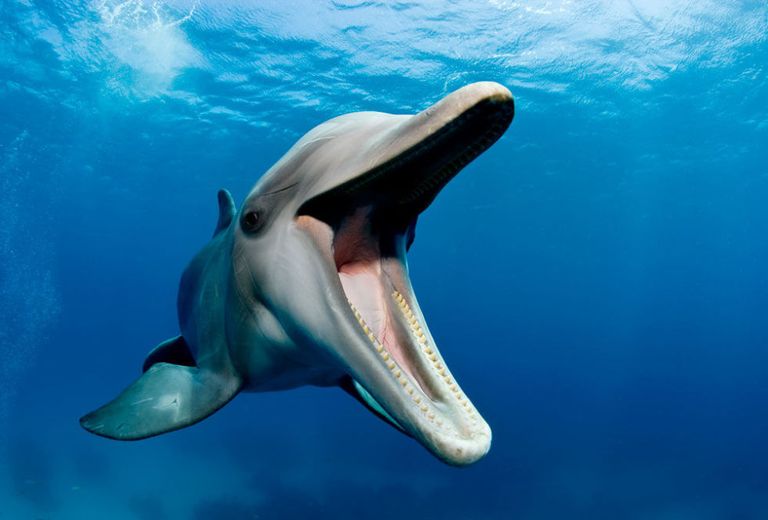 دلفین های انتحاری؛ جانوران آب‌زی که برای عملیات‌ جاسوسی و خرابکاری آموزش می‌بینند