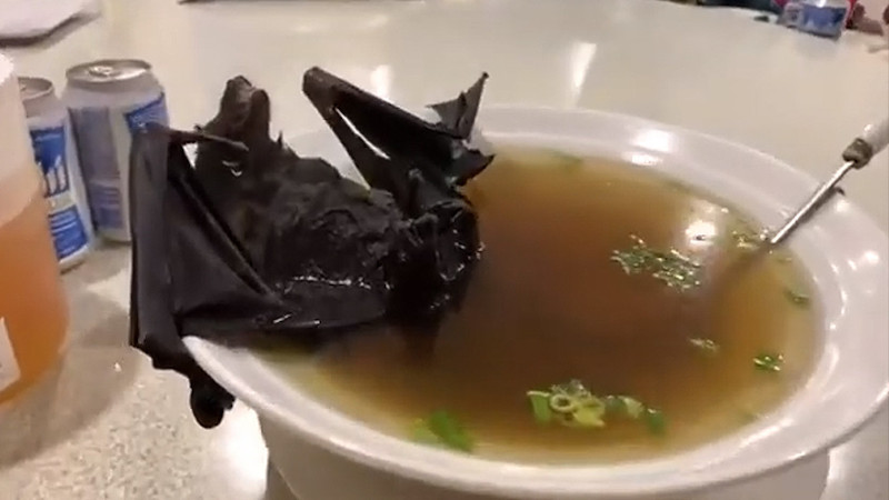 سوپ خفاش ؛ غذای محبوب اهالی Palau که مردم دنیا را عصبانی کرد