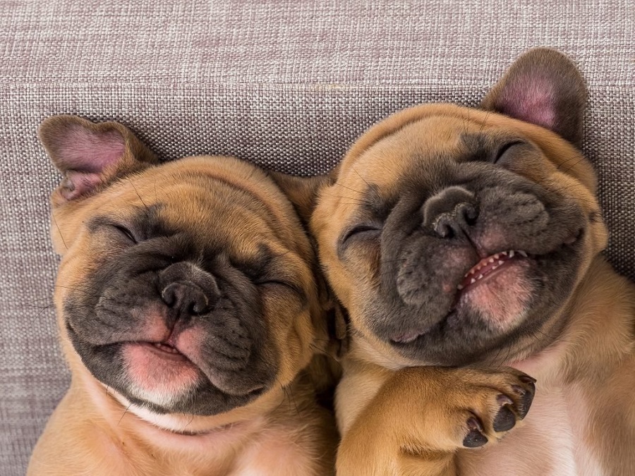 با ۱۰ تا از خنده‌دارترین نژاد سگ ها در دنیا آشنا شوید