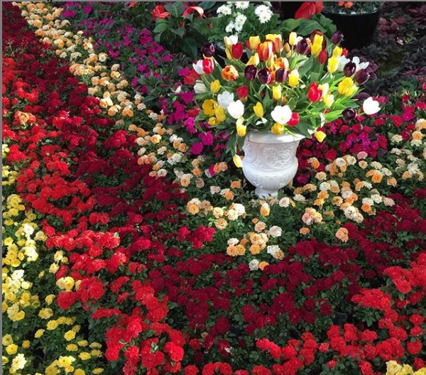 روزهای کرونایی «خرید گل»: از افت قیمت تا رکود در فروش گل