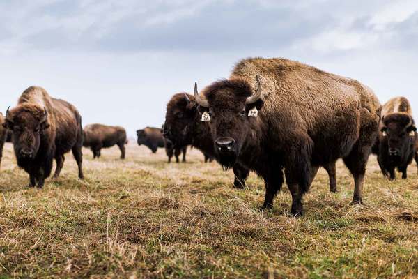 گاومیش کوهان دار آمریکایی ( American bison) یک پستاندار سم دار و گیاهخوار است که در دشت های ایالات متحده و کانادا زندگی می کند.