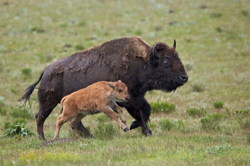 گاومیش کوهان دار آمریکایی ( American bison) یک پستاندار سم دار و گیاهخوار است که در دشت های ایالات متحده و کانادا زندگی می کند.